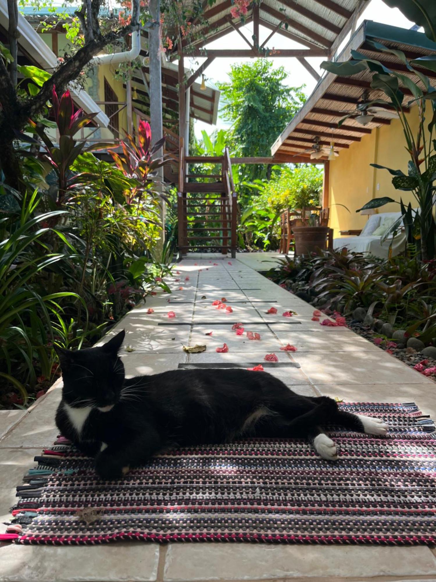 Hotel Pura Vida Puerto Viejo de Talamanca Ngoại thất bức ảnh