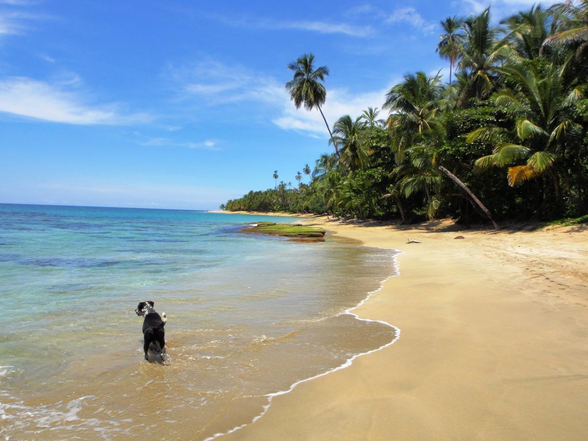 Hotel Pura Vida Puerto Viejo de Talamanca Ngoại thất bức ảnh